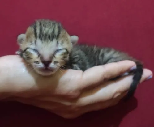 Gato raça Srd idade Abaixo de 2 meses nome Ainda não possuem no