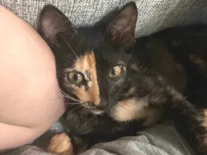 Gato raça SRD idade Abaixo de 2 meses nome Luna