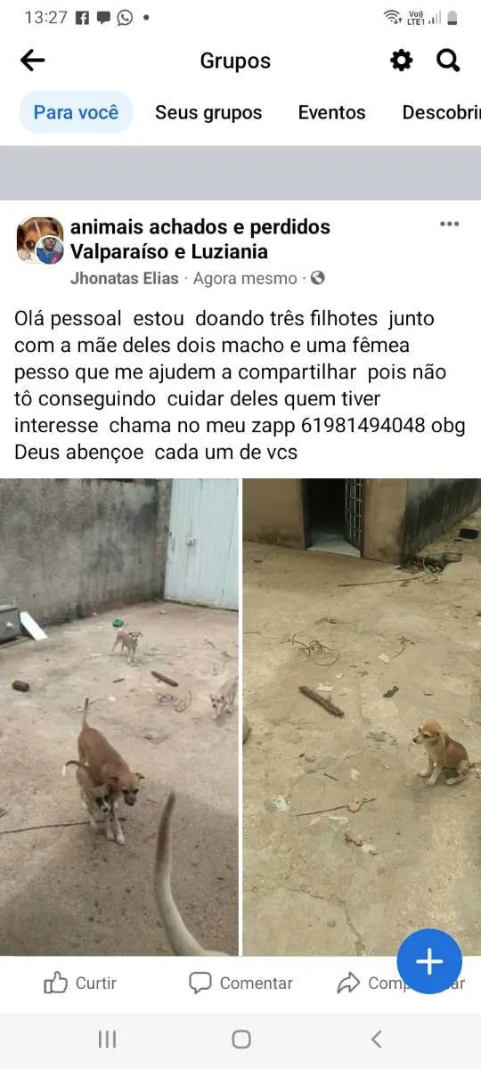 Cachorro ra a Vira lata idade 2 a 6 meses nome Kiara