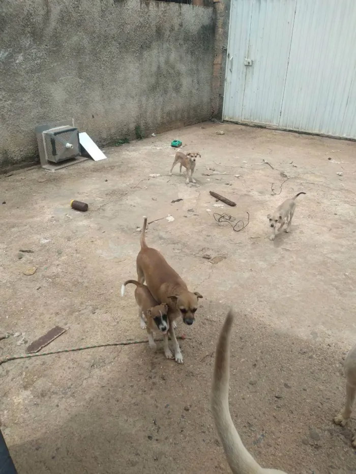 Cachorro ra a Vira lata idade 2 a 6 meses nome Kiara