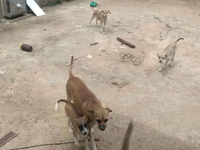 Cachorro ra a Vira lata idade 2 a 6 meses nome Kiara