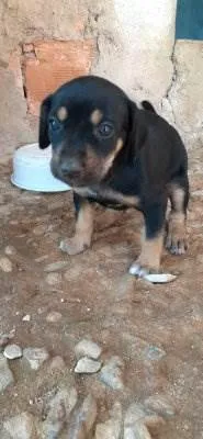 Cachorro ra a indefinido idade Abaixo de 2 meses nome sem nome