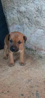 Cachorro ra a indefinido idade Abaixo de 2 meses nome sem nome