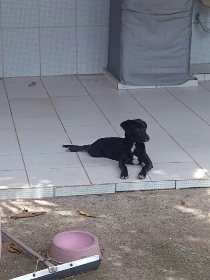 Cachorro ra a Indefinido  idade 2 a 6 meses nome Tico