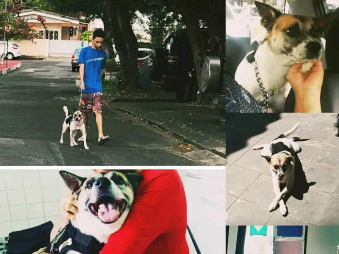 Cachorro ra a Vira lata idade 6 ou mais anos nome Biga