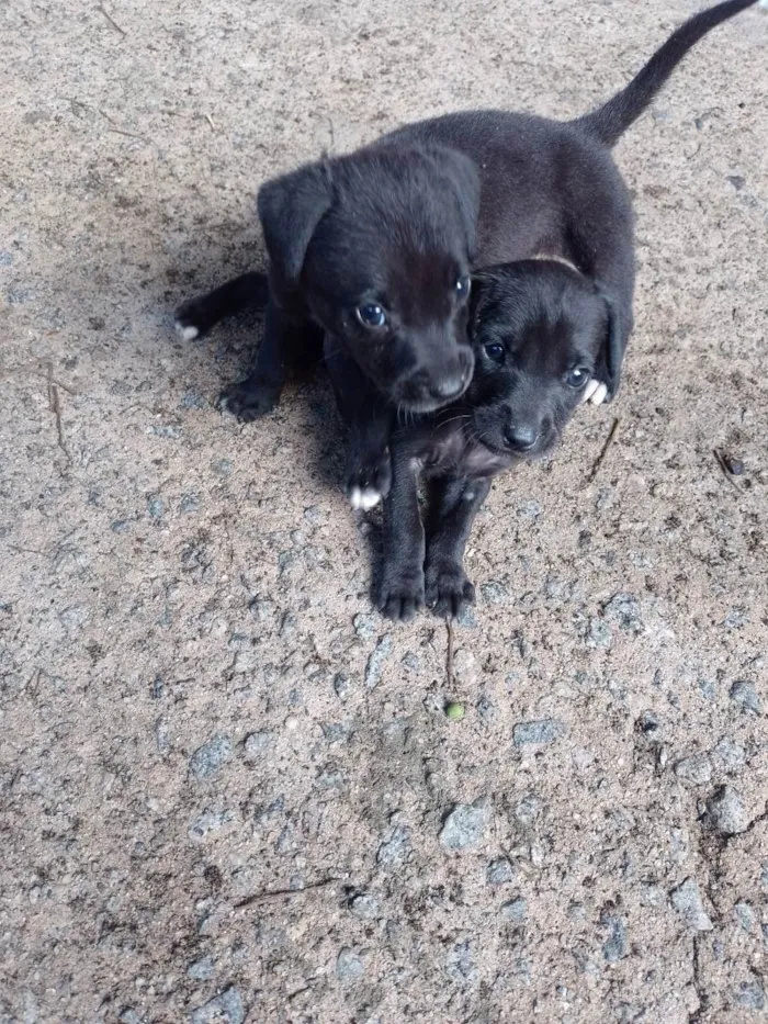 Cachorro ra a Indefinido  idade 2 a 6 meses nome Belinha 