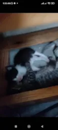 Gatinhos fofos 