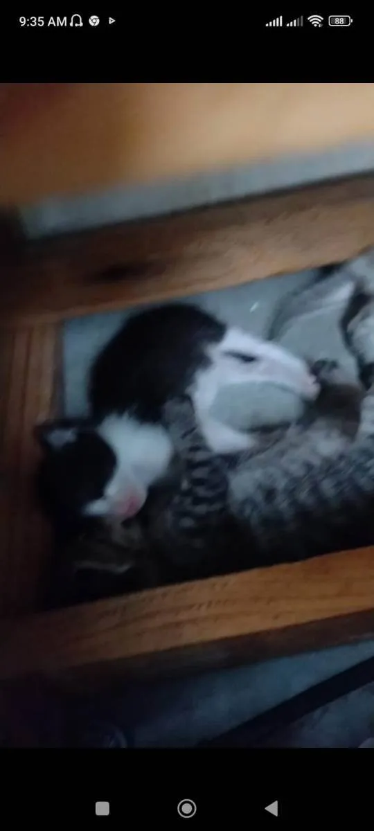 Gato ra a SRD idade Abaixo de 2 meses nome Gatinhos fofos 