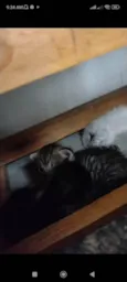 Gatinhos fofos 