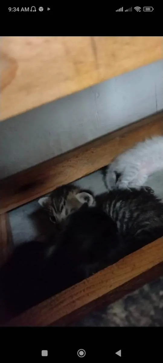 Gato ra a SRD idade Abaixo de 2 meses nome Gatinhos fofos 
