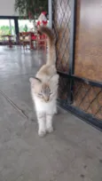 Gatinhos fofos 