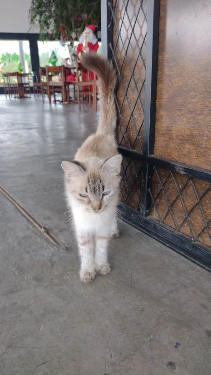Gato ra a SRD idade Abaixo de 2 meses nome Gatinhos fofos 