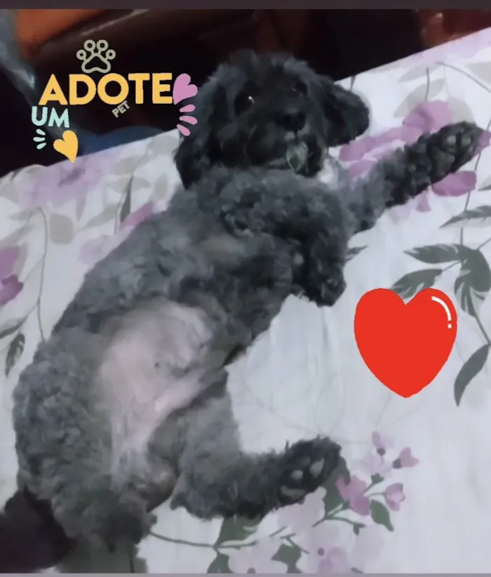 Cachorro ra a Poodle idade 4 anos nome THEO