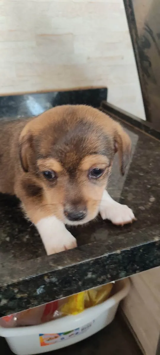 Cachorro ra a Indefinida  idade Abaixo de 2 meses nome Ainda não tem