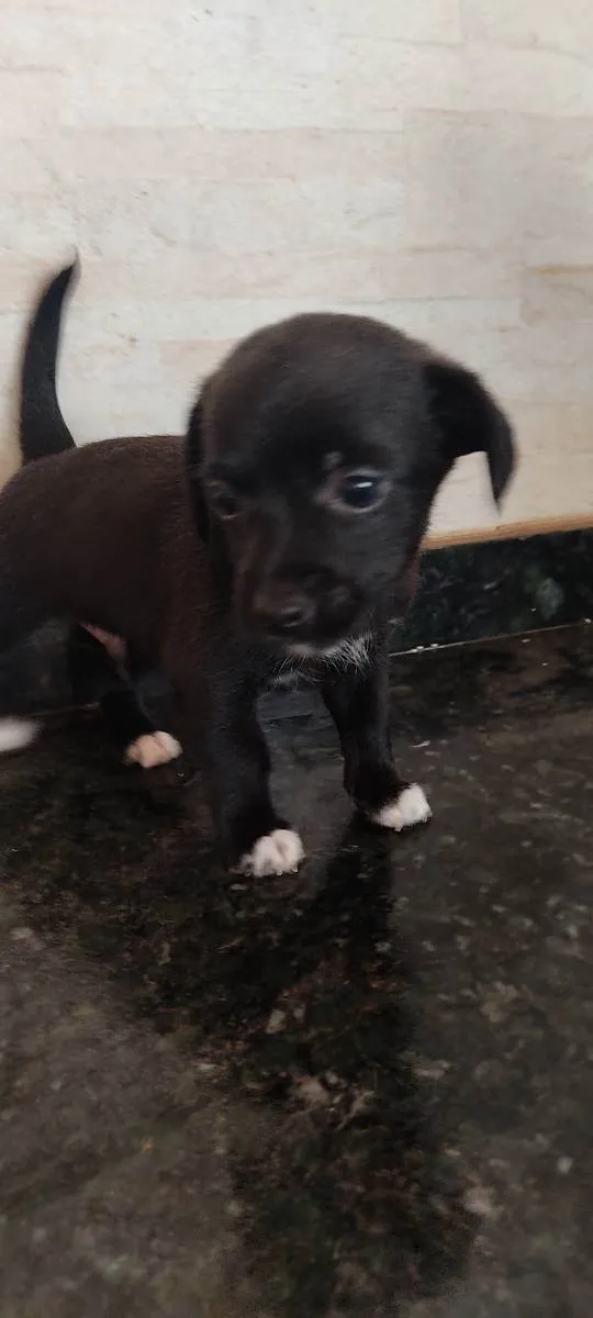 Cachorro ra a Indefinida  idade Abaixo de 2 meses nome Sem nome