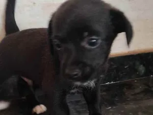 Cachorro raça Indefinida  idade Abaixo de 2 meses nome Sem nome