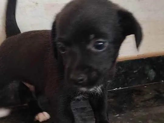 Cachorro ra a Indefinida  idade Abaixo de 2 meses nome Sem nome