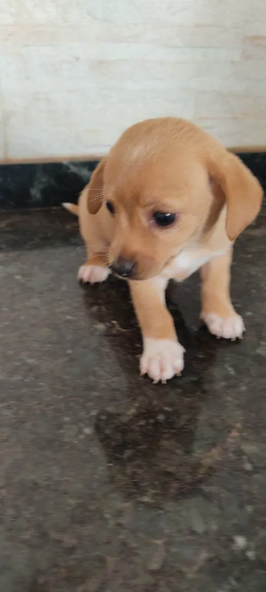 Cachorro ra a Indefinida  idade Abaixo de 2 meses nome Ainda sem nome