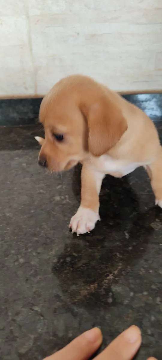 Cachorro ra a Indefinida  idade Abaixo de 2 meses nome Ainda sem nome