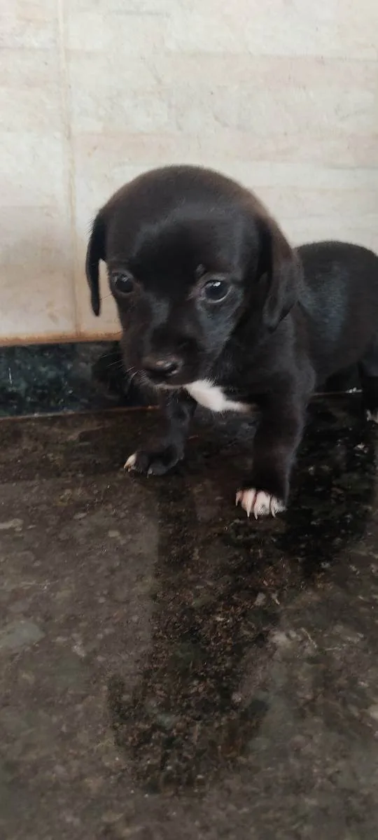 Cachorro ra a Indefinida  idade Abaixo de 2 meses nome Ainda sem nome 