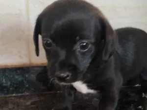 Cachorro raça Indefinida  idade Abaixo de 2 meses nome Ainda sem nome 