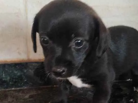 Cachorro ra a Indefinida  idade Abaixo de 2 meses nome Ainda sem nome 