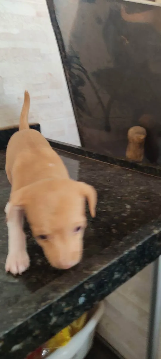 Cachorro ra a Indefinida  idade Abaixo de 2 meses nome Sem nome