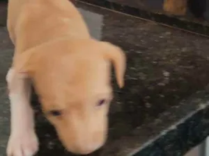 Cachorro raça Indefinida  idade Abaixo de 2 meses nome Sem nome