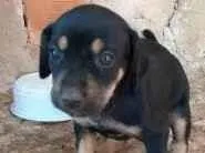 Cachorro ra a indefinido idade Abaixo de 2 meses nome sem nome