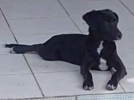 Cachorro ra a Indefinido  idade 2 a 6 meses nome Tico