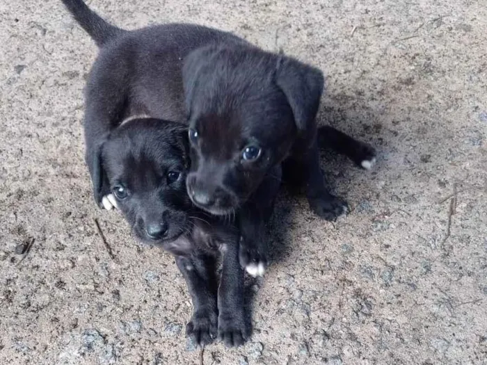 Cachorro ra a Indefinido  idade 2 a 6 meses nome Belinha 