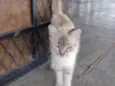 Gatinhos fofos 
