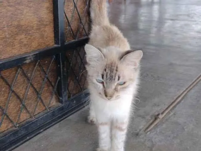 Gato ra a SRD idade Abaixo de 2 meses nome Gatinhos fofos 