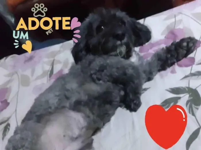 Cachorro ra a Poodle idade 4 anos nome THEO