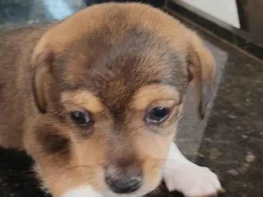 Cachorro ra a Indefinida  idade Abaixo de 2 meses nome Ainda não tem