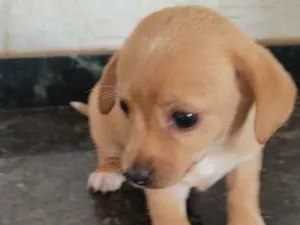 Cachorro raça Indefinida  idade Abaixo de 2 meses nome Ainda sem nome