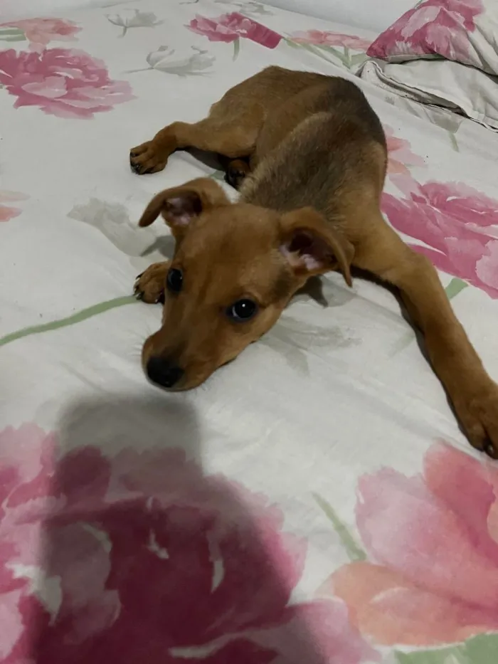 Cachorro ra a Sem raça  idade 2 a 6 meses nome Mel