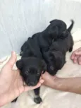 Não tem