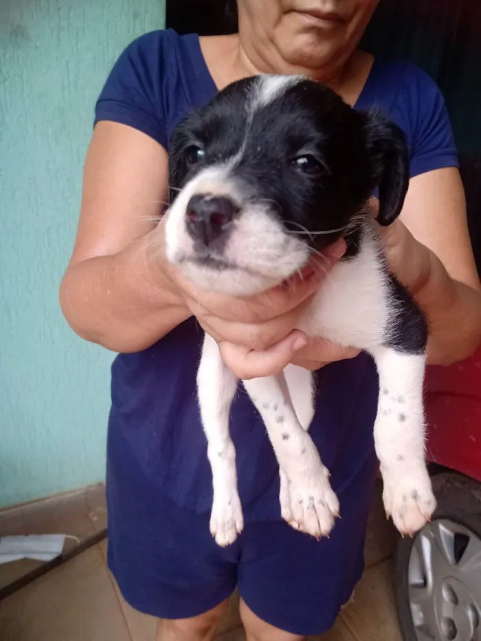 Cachorro raça Não sei  idade Abaixo de 2 meses nome Sem nome 