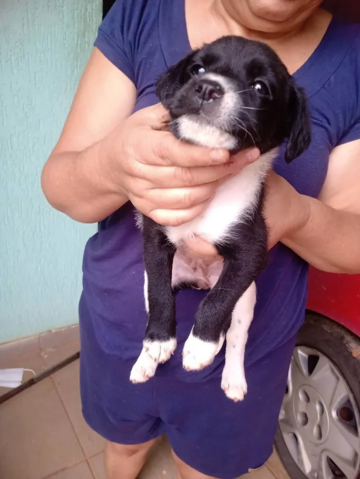 Cachorro raça Não sei  idade Abaixo de 2 meses nome Sem nome 