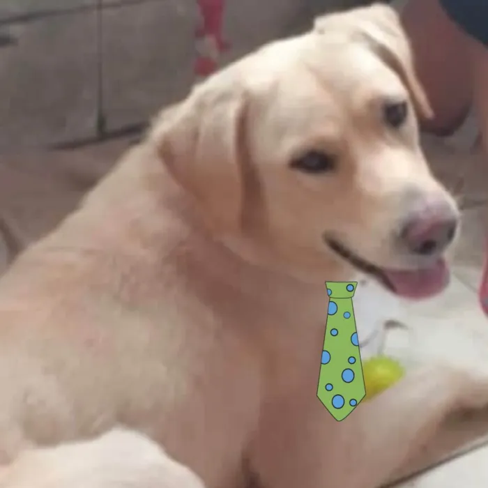 Cachorro ra a Mestiço  idade 2 a 6 meses nome Mike 