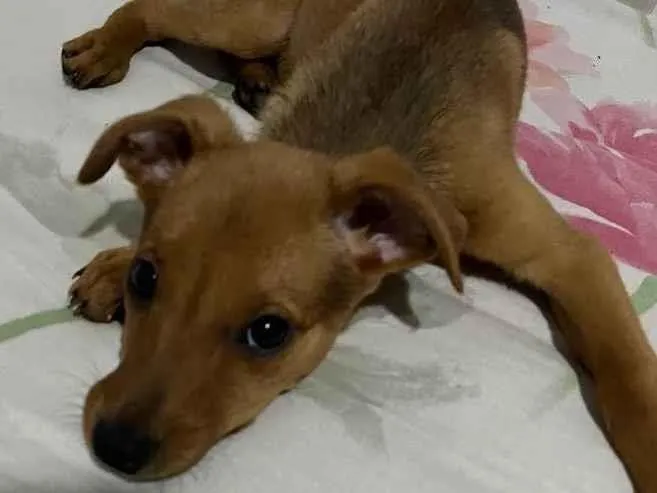 Cachorro ra a Sem raça  idade 2 a 6 meses nome Mel