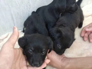 Cachorro raça  idade Abaixo de 2 meses nome Não tem