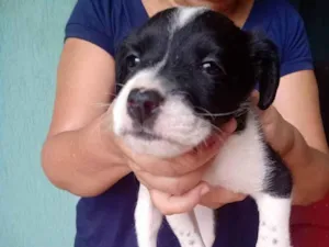 Cachorro raça Não sei  idade Abaixo de 2 meses nome Sem nome 