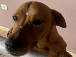 Cachorro raça SRD idade 1 ano nome Pandora