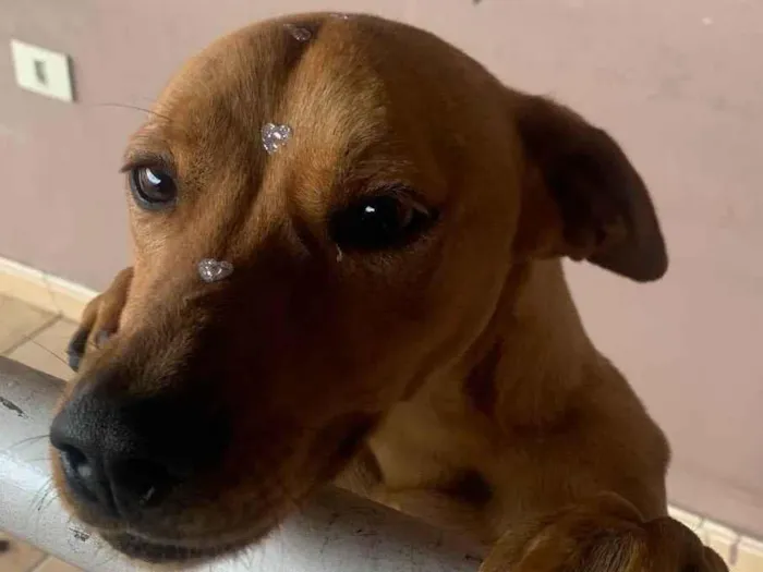 Cachorro ra a SRD idade 1 ano nome Pandora