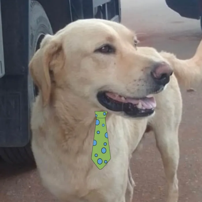 Cachorro ra a Mestiço  idade 2 a 6 meses nome Mike 