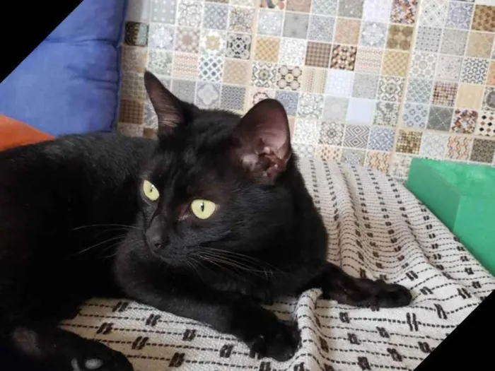 Gato ra a Desconhecido  idade 7 a 11 meses nome Desconhecido 