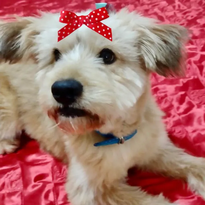 Cachorro ra a Mestiça  idade 1 ano nome Charlotte 