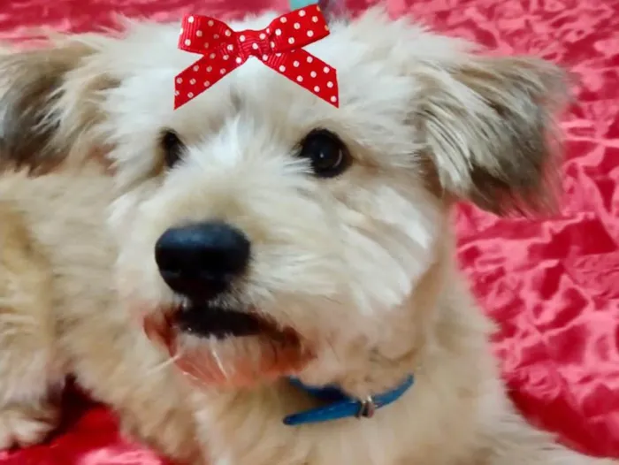 Cachorro ra a Mestiça  idade 1 ano nome Charlotte 